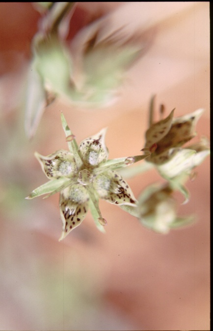 frasera-puberulenta -usa-C7426B08-4B6D-11DC-8D9F-000A95CA2156.jpg